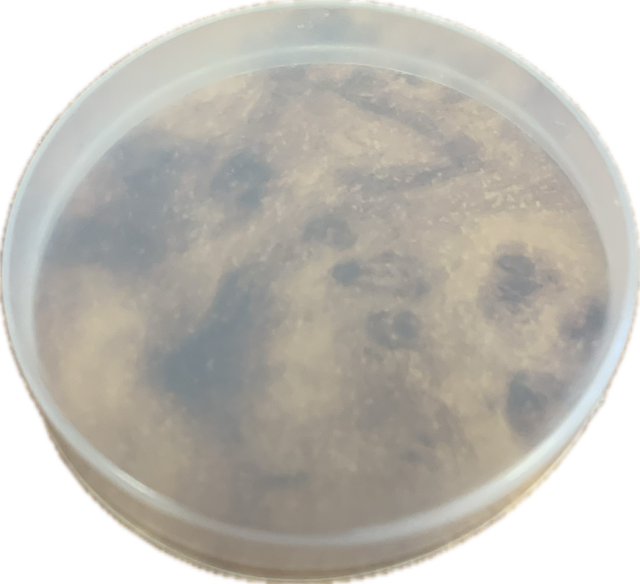 Lid for Kates Glass Cork Jar 100ml